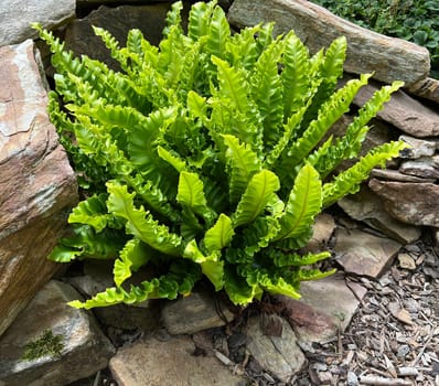 Phillystis scolopendrium is a fern with beautiful smooth fronds. Deer's tongue fern,also known as deer's tongue,Phillystis scolopendrium,is a fern with beautiful,smooth leaf fronds