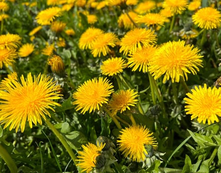 Dandelion,Taraxacum officinale,is a pioneer plant and survival artist that can also thrive on gravel roads. Loewenzahn,Taraxacum officinale as a wall flower,is a pioneer plant and survival artist that can also thrive on gravel roads.
