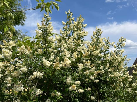 Privet,Ligustrum vulgare,is a poisonous medicinal plant that is often planted as a hedge. Privet,Ligustrum vulgare,is a poisonous medicinal plant that is often planted as a hedge