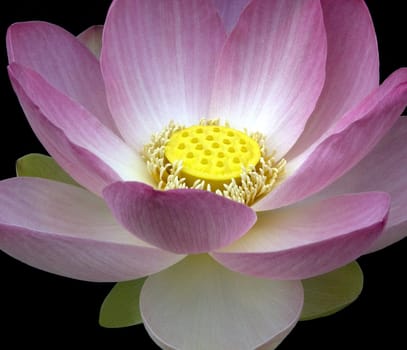 Lotus nucifera is a beautiful Indian water and medicinal plant. The lotus flower,Lotus nucifera,is a beautiful Indian water and medicinal plant