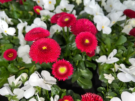 Bellis perennis is an edible flower with white flowers. It is an important medicinal plant and is used in medicine. It is also often found in the wild,in fields and meadows. Geensebluemchen,Bellis Perennis is an edible flower with white flowers. It is an important medicinal plant and is used in medicine. It is also often wild on fields and meadows.