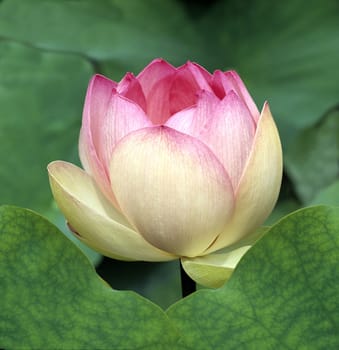 Lotus nucifera is a beautiful Indian water and medicinal plant. The lotus flower,Lotus nucifera,is a beautiful Indian water and medicinal plant