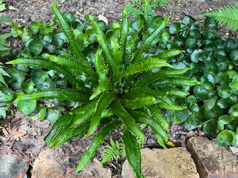 Phillystis scolopendrium is a fern with beautiful smooth fronds. Deer's tongue fern,also known as deer's tongue,Phillystis scolopendrium,is a fern with beautiful,smooth leaf fronds