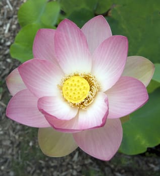 Lotus nucifera is a beautiful Indian water and medicinal plant. The lotus flower,Lotus nucifera,is a beautiful Indian water and medicinal plant