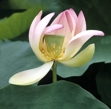 Lotus nucifera is a beautiful Indian water and medicinal plant. The lotus flower,Lotus nucifera,is a beautiful Indian water and medicinal plant