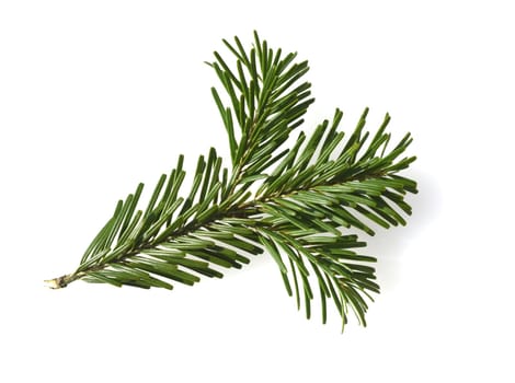 Nikko fir is an evergreen conifer that reaches heights of 25 to 40 meters. Nikko fir is an evergreen conifer that reaches heights of 25 to 40 meters.