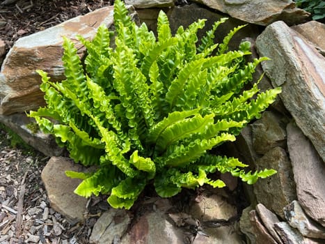 Phillystis scolopendrium is a fern with beautiful smooth fronds. Deer's tongue fern,also known as deer's tongue,Phillystis scolopendrium,is a fern with beautiful,smooth leaf fronds