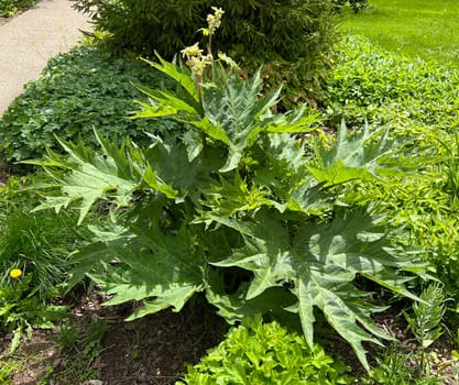 Medicinal rhubarb,Rheum palmatum is an important medicinal plant. Medicinal rhubarb,Rheum palmatum,is an important medicinal plant