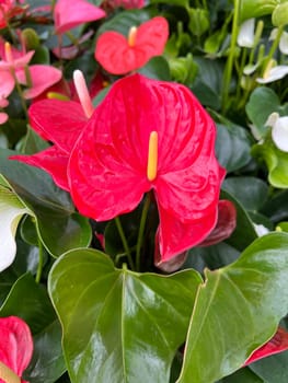 Flamingo flower,Anthurium is a beautiful houseplant with different colors of flowers. Flamingo flower,anthurium is a beautiful houseplant with different flower colors.