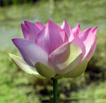 Lotus nucifera is a beautiful Indian water and medicinal plant. The lotus flower,Lotus nucifera,is a beautiful Indian water and medicinal plant