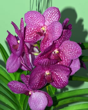 Butterfly orchids,Phalaenopsis,are particularly beautiful flowers for indoor spaces that bloom for a particularly long time and come in many colors. Butterfly orchids,Phalaenopsis,are particularly beautiful indoor flowers that bloom for a long time and come in many colors.