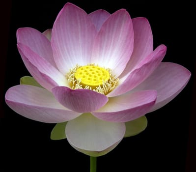 Lotus nucifera is a beautiful Indian water and medicinal plant. The lotus flower,Lotus nucifera,is a beautiful Indian water and medicinal plant
