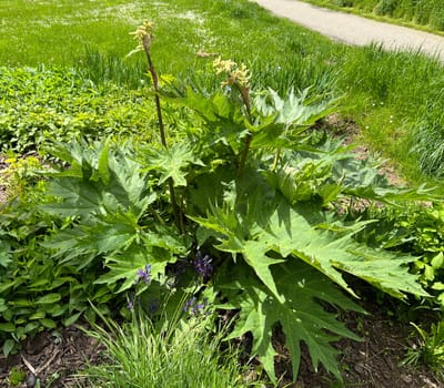 Medicinal rhubarb,Rheum palmatum is an important medicinal plant. Medicinal rhubarb,Rheum palmatum,is an important medicinal plant