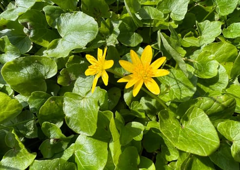 Ranunculus ficaria is a medicinal plant with yellow flowers. Lesser Celandine,Ranunculus ficaria,is a medicinal plant with yellow flowers.