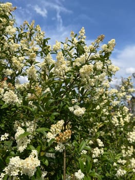 Privet,Ligustrum vulgare,is a poisonous medicinal plant that is often planted as a hedge. Privet,Ligustrum vulgare,is a poisonous medicinal plant that is often planted as a hedge