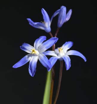 Chionodoxa luciliae is an early-flowering bulbous plant with blue flowers. Proud of the Snow or Glory of the Snow,chionodoxa luciliae is an early flowering bulbous plant with blue flowers