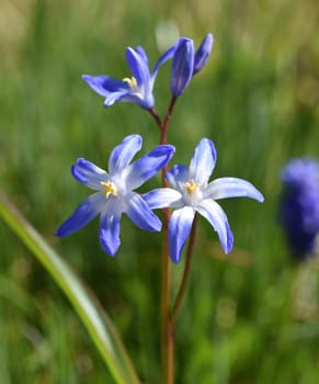Chionodoxa luciliae is an early-flowering bulbous plant with blue flowers. Proud of the Snow or Glory of the Snow,chionodoxa luciliae is an early flowering bulbous plant with blue flowers