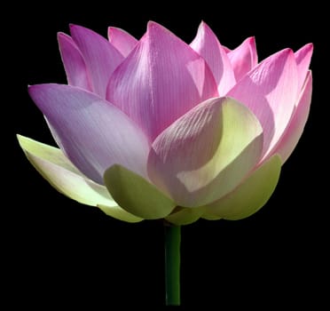 Lotus nucifera is a beautiful Indian water and medicinal plant. The lotus flower,Lotus nucifera,is a beautiful Indian water and medicinal plant
