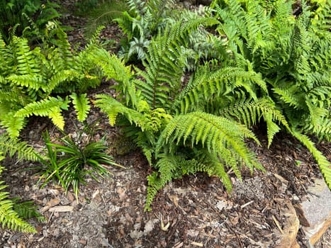 Shield fern,Polystichum setiferum belongs to the native forest ferns,rolls out in spring and forms long,double-pinnate fronds. Polystichum setiferum is one of the native forest ferns,unfurls in spring and forms long,bi-pinnate fronds.