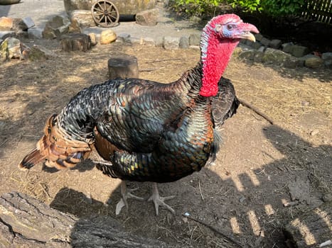 Turkeys,male animals are called turkeys or turkeys. The females are called turkeys and are useful meat-producing pets. Turkey,also called turkey Meleagris gallopavo Turkeys,male animals are called turkeys or turkeys. The female animals are called turkeys and are useful meat-producing pets