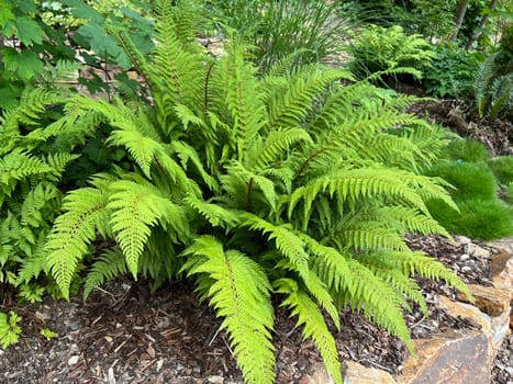 Shield fern,Polystichum setiferum belongs to the native forest ferns,rolls out in spring and forms long,double-pinnate fronds. Polystichum setiferum is one of the native forest ferns,unfurls in spring and forms long,bi-pinnate fronds.