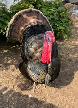 Turkeys,male animals are called turkeys or turkeys. The females are called turkeys and are useful meat-producing pets. Turkey,also called turkey Meleagris gallopavo Turkeys,male animals are called turkeys or turkeys. The female animals are called turkeys and are useful meat-producing pets
