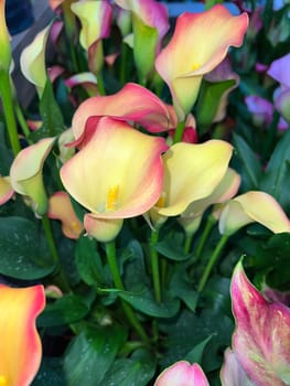 Zantedeschia,also known as indoor calla,is a beautiful flowering plant.  Zantedeschia,also called room calla,is a beautiful flowering plant.