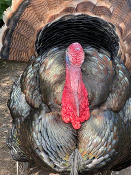 Turkeys,male animals are called turkeys or turkeys. The females are called turkeys and are useful meat-producing pets. Turkey,also called turkey Meleagris gallopavo Turkeys,male animals are called turkeys or turkeys. The female animals are called turkeys and are useful meat-producing pets