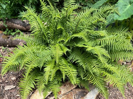 Shield fern,Polystichum setiferum belongs to the native forest ferns,rolls out in spring and forms long,double-pinnate fronds. Polystichum setiferum is one of the native forest ferns,unfurls in spring and forms long,bi-pinnate fronds.