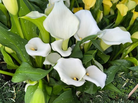 Zantedeschia,also known as indoor calla,is a beautiful flowering plant.  Zantedeschia,also called room calla,is a beautiful flowering plant.