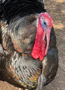 Turkeys,male animals are called turkeys or turkeys. The females are called turkeys and are useful meat-producing pets. Turkey,also called turkey Meleagris gallopavo Turkeys,male animals are called turkeys or turkeys. The female animals are called turkeys and are useful meat-producing pets