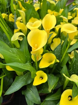 Zantedeschia,also known as indoor calla,is a beautiful flowering plant.  Zantedeschia,also called room calla,is a beautiful flowering plant.