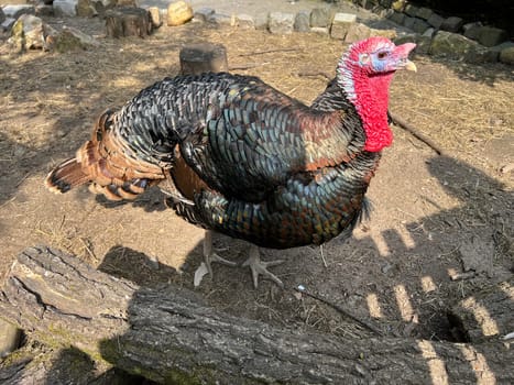 Turkeys,male animals are called turkeys or turkeys. The females are called turkeys and are useful meat-producing pets. Turkey,also called turkey Meleagris gallopavo Turkeys,male animals are called turkeys or turkeys. The female animals are called turkeys and are useful meat-producing pets
