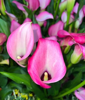 Zantedeschia,also known as indoor calla,is a beautiful flowering plant.  Zantedeschia,also called room calla,is a beautiful flowering plant.