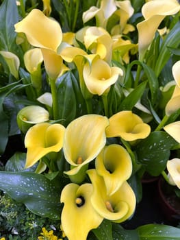 Zantedeschia,also known as indoor calla,is a beautiful flowering plant.  Zantedeschia,also called room calla,is a beautiful flowering plant.