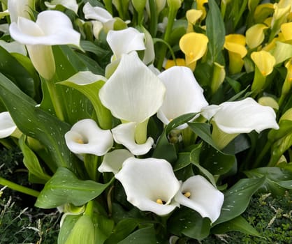 Zantedeschia,also known as indoor calla,is a beautiful flowering plant.  Zantedeschia,also called room calla,is a beautiful flowering plant.