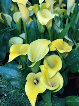 Zantedeschia,also known as indoor calla,is a beautiful flowering plant.  Zantedeschia,also called room calla,is a beautiful flowering plant.