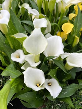 Zantedeschia,also known as indoor calla,is a beautiful flowering plant.  Zantedeschia,also called room calla,is a beautiful flowering plant.