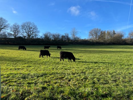 Galloway cattle,Scottish,cattle breed on cow pasture. Galloway cattle,Scottish,breed of cattle in the cow pasture