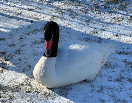 The Black-necked Swan is a species of bird in the genus Cygnus,which belongs to the duck family (Anatidae). The black-necked swan is a species of swan (Cygnus),which belongs to the family of duck birds (Anatidae).