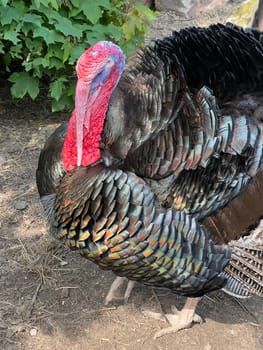 Turkeys,male animals are called turkeys or turkeys. The females are called turkeys and are useful meat-producing pets. Turkey,also called turkey Meleagris gallopavo Turkeys,male animals are called turkeys or turkeys. The female animals are called turkeys and are useful meat-producing pets