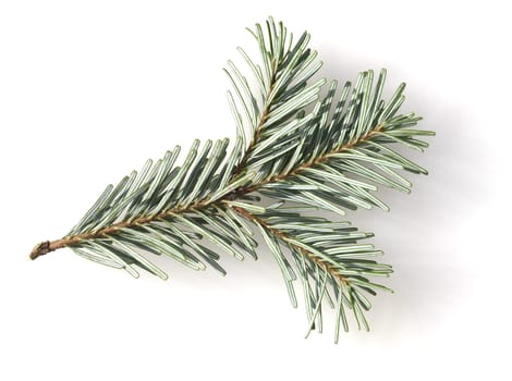 Nikko fir is an evergreen conifer that reaches heights of 25 to 40 meters. Nikko fir is an evergreen conifer that reaches heights of 25 to 40 meters.