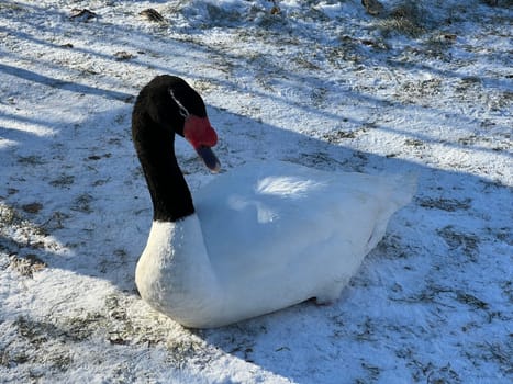 The Black-necked Swan is a species of bird in the genus Cygnus,which belongs to the duck family (Anatidae). The black-necked swan is a species of swan (Cygnus),which belongs to the family of duck birds (Anatidae).