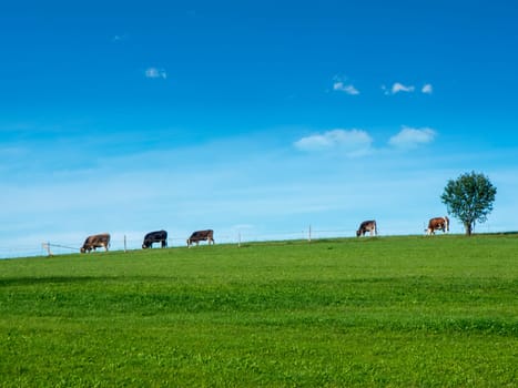 Hilly landscape view with green pasture in the foreground and blue sky in the background as well as five grazing cattle in a row and a single deciduous tree in Bavaria in summer.
