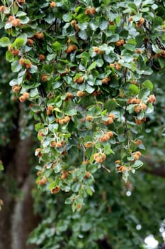 Rotbuche (Fagus sylvatica), Zweig mit Blättern und Früchten