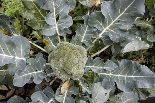 Brokkoli, Broccoli (Brassica oleracea var. italica) Pflanze im Hochbeet