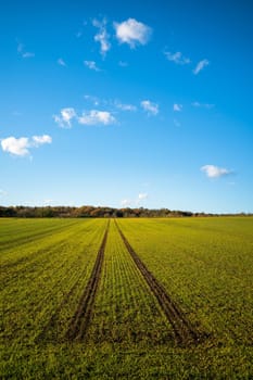 Tire tracks stretching across barley (Hordeum vulgare) field at summer dusk