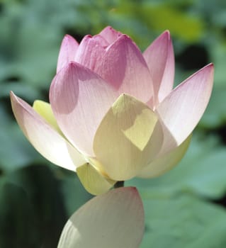 Lotus nucifera is a beautiful Indian water and medicinal plant. The lotus flower,Lotus nucifera,is a beautiful Indian water and medicinal plant
