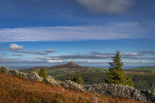 Hiking in Wicklow Mountains. View on Sugarloaf Mountain through stone wall, pine trees, ferns and forest in autumn colours, Ireland