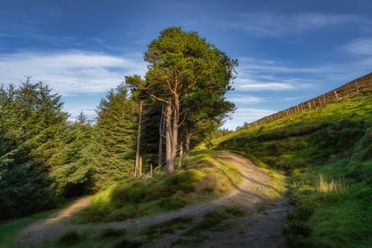 Winding country road turning around pine trees. Hiking in Wicklow Mountains, footpath leading through forest, Ireland